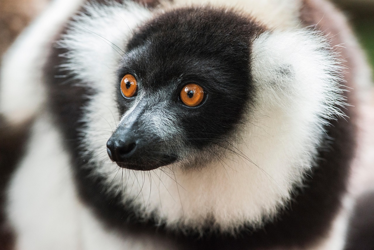 découvrez l'importance de la conservation des espèces pour préserver la biodiversité de notre planète. apprenez comment des initiatives et des efforts sont mis en place pour sauver les espèces menacées et restaurer leurs habitats naturels.