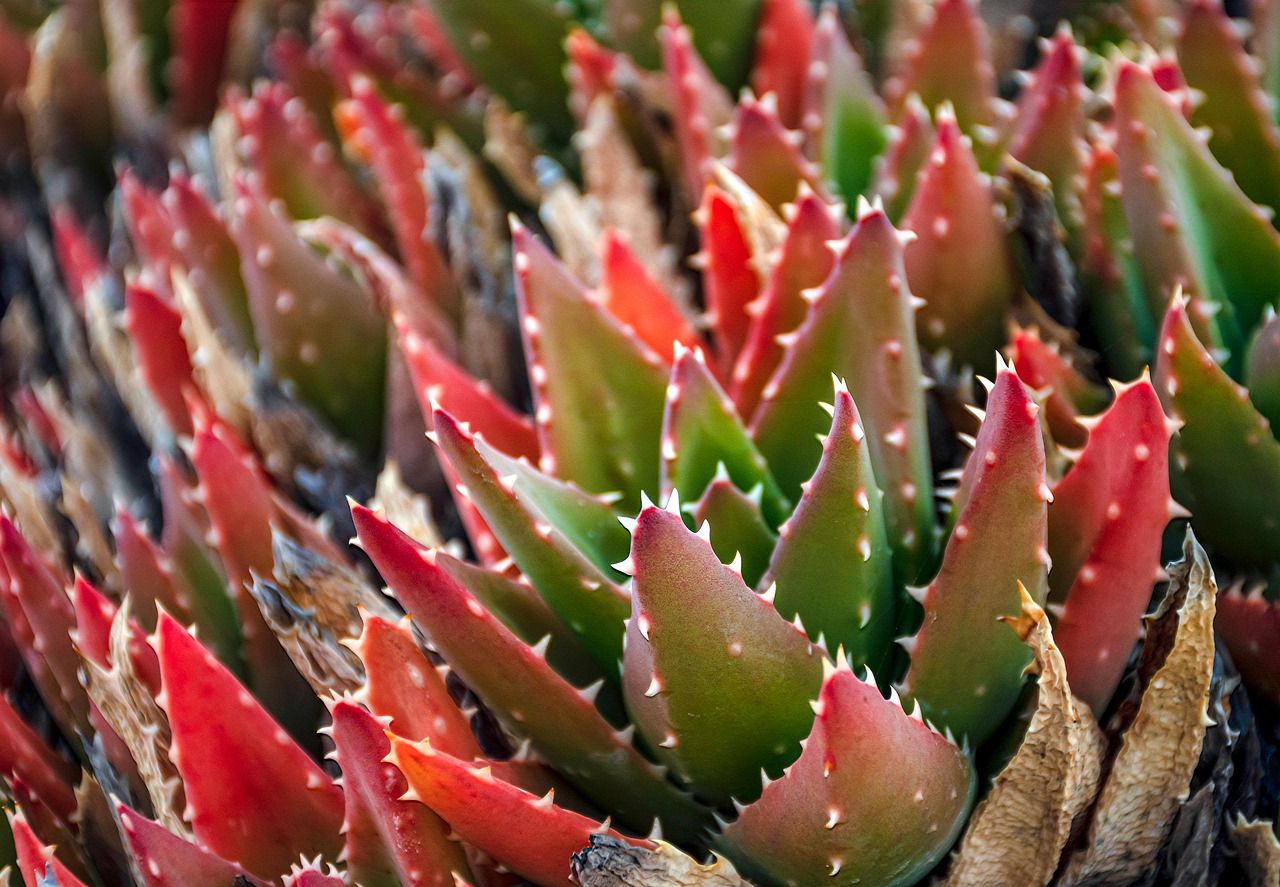 découvrez les secrets de la croissance des plantes et apprenez comment favoriser un développement optimal pour vos végétaux.