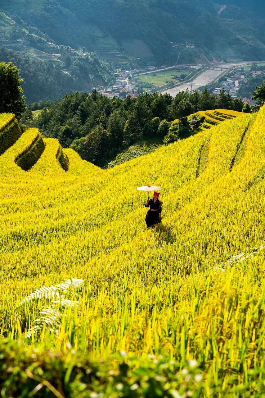 découvrez l'agriculture résiliente au climat : des pratiques innovantes pour garantir des récoltes durables face aux changements climatiques.