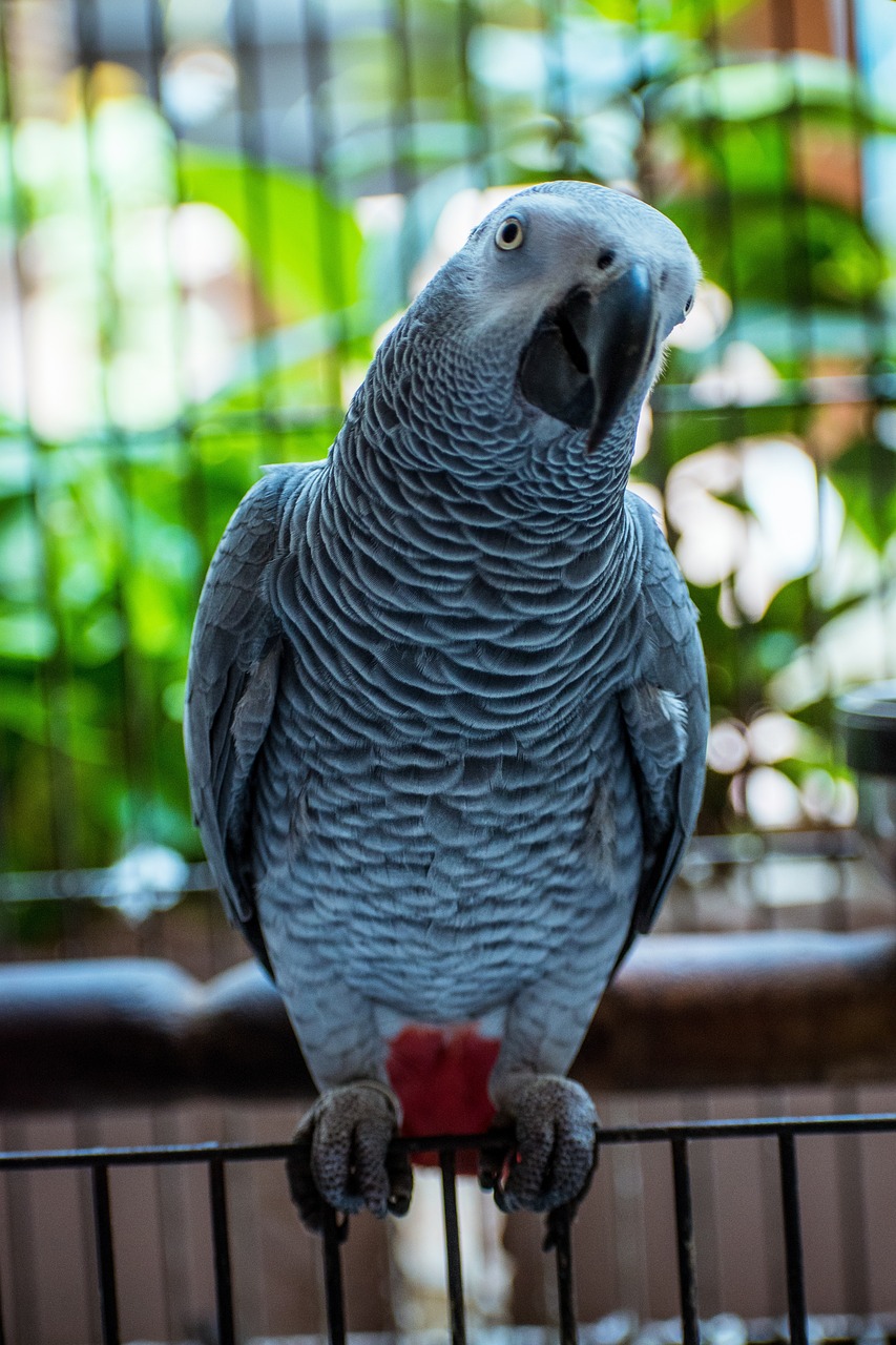 découvrez la richesse et la biodiversité des forêts du congo, un écosystème vital abritant une faune et une flore uniques au cœur de l'afrique.