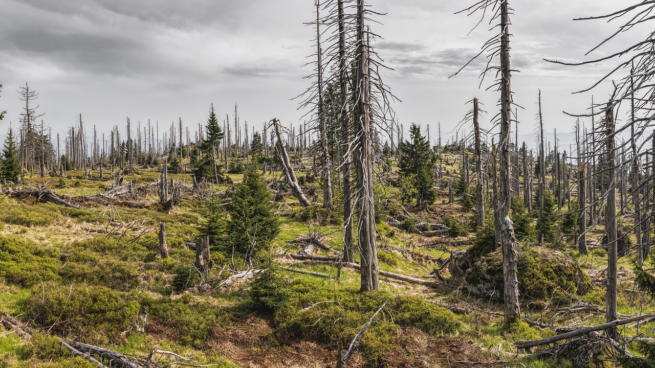 découvrez les causes et les conséquences de la dégradation environnementale, ainsi que les solutions pour préserver notre planète. informez-vous sur les enjeux écologiques actuels et sur les actions à entreprendre pour un avenir durable.