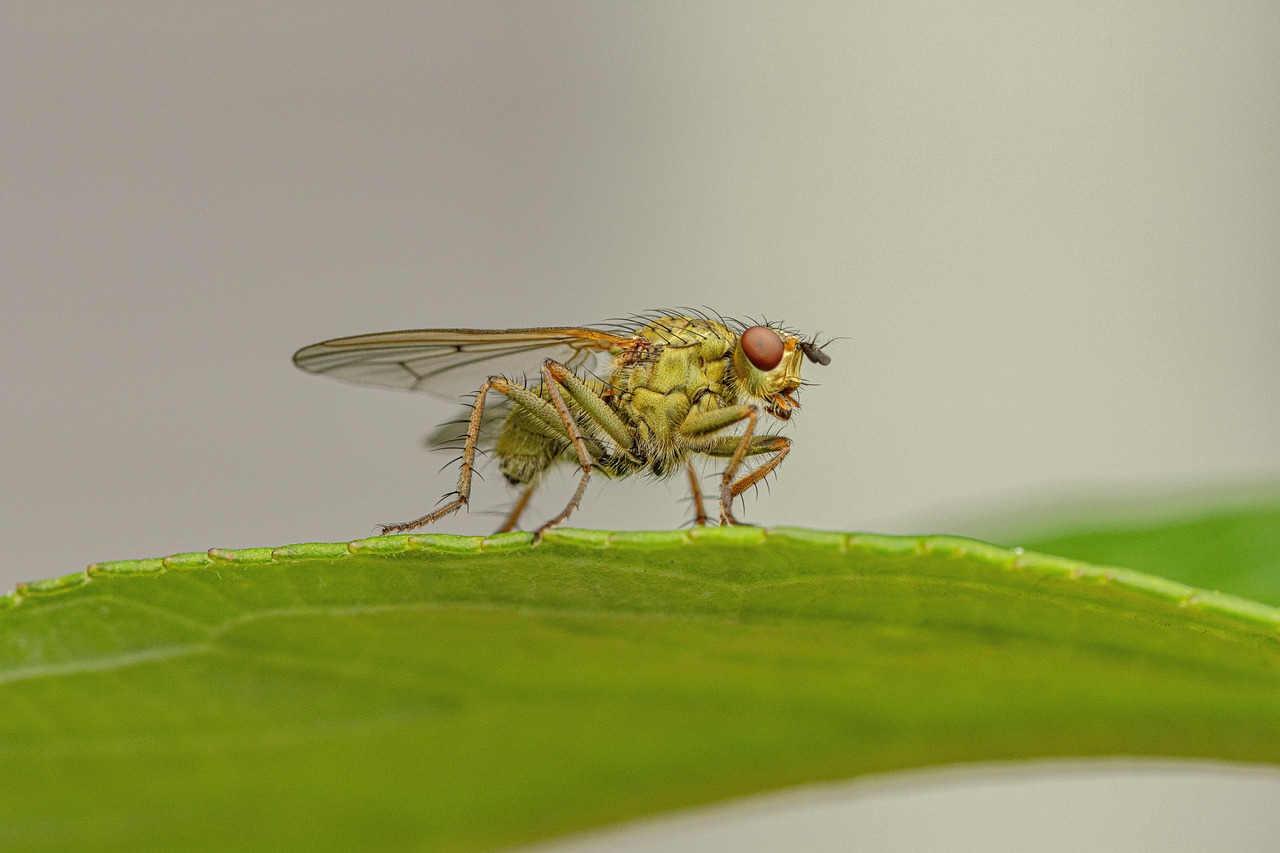 découvrez l'importance de la biodiversité pour notre planète, son rôle essentiel dans les écosystèmes et les enjeux liés à sa préservation. apprenez comment protéger la diversité des espèces et promouvoir des actions en faveur de la nature.