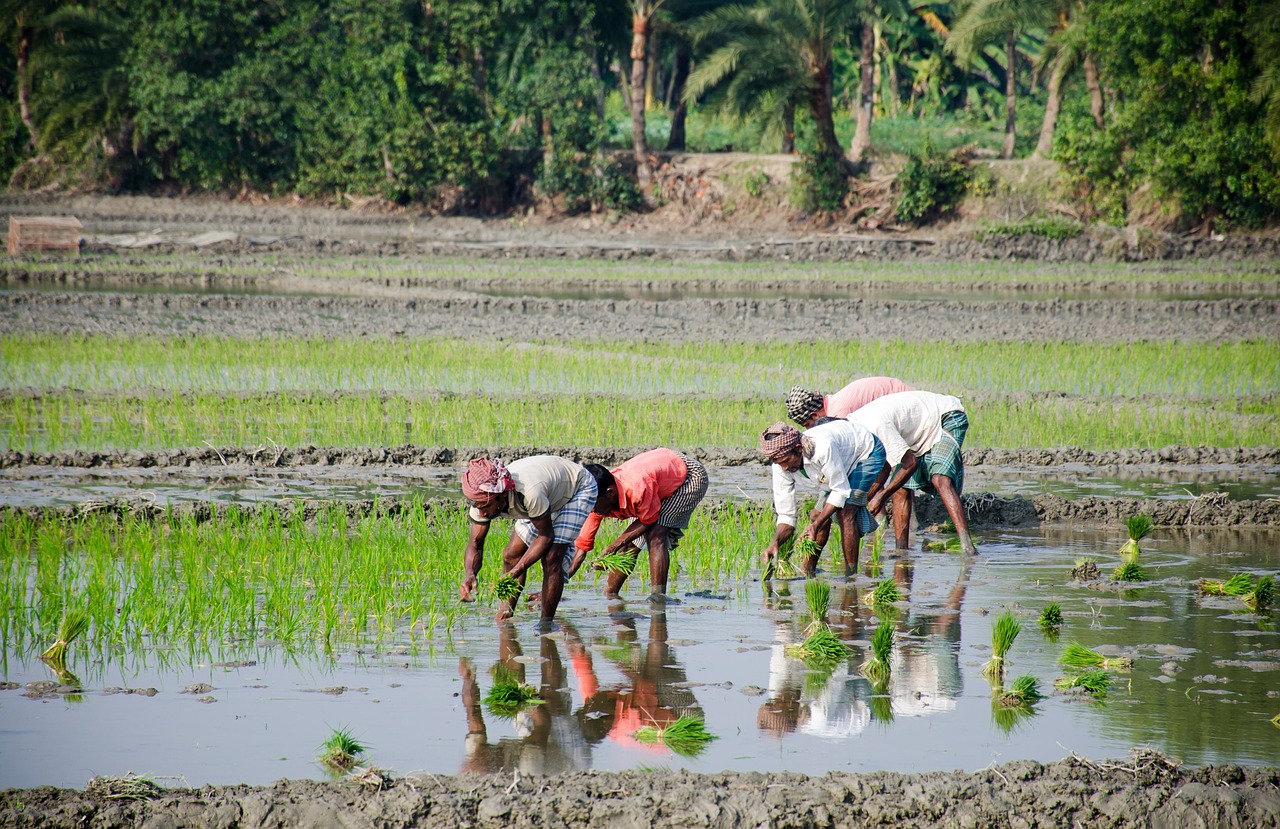 découvrez les pratiques d'agriculture durable visant à préserver les ressources naturelles, protéger l'environnement et assurer une production alimentaire responsable pour les générations futures.