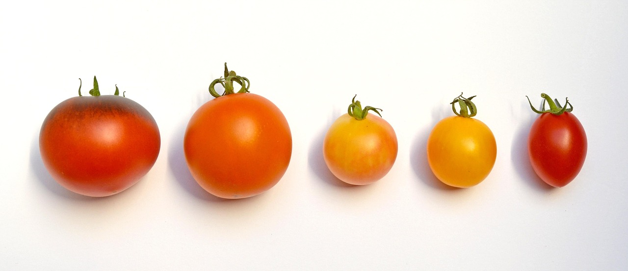 découvrez nos supports pour tomates robustes et pratiques, idéaux pour soutenir vos plants et optimiser leur croissance dans votre jardin.