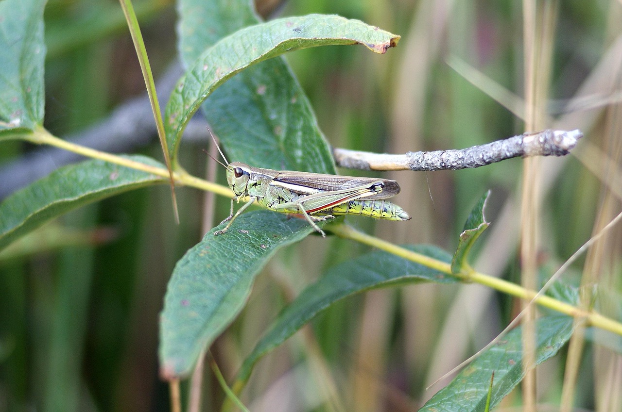 découvrez l'importance des tourbières, ces écosystèmes uniques qui jouent un rôle clé dans la régulation du climat et la biodiversité.