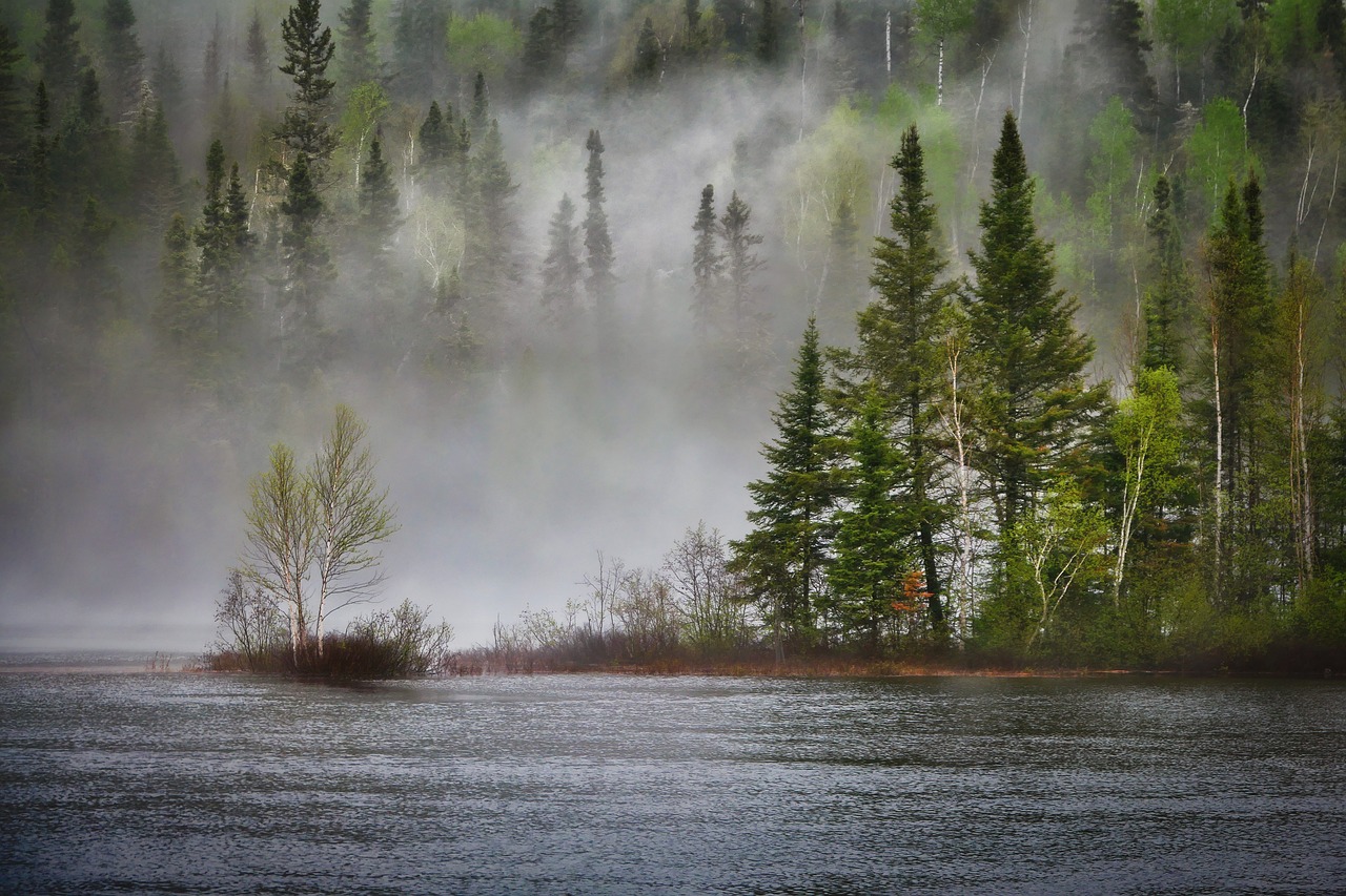 L’impact des changements climatiques sur nos forêts : enjeux et perspectives