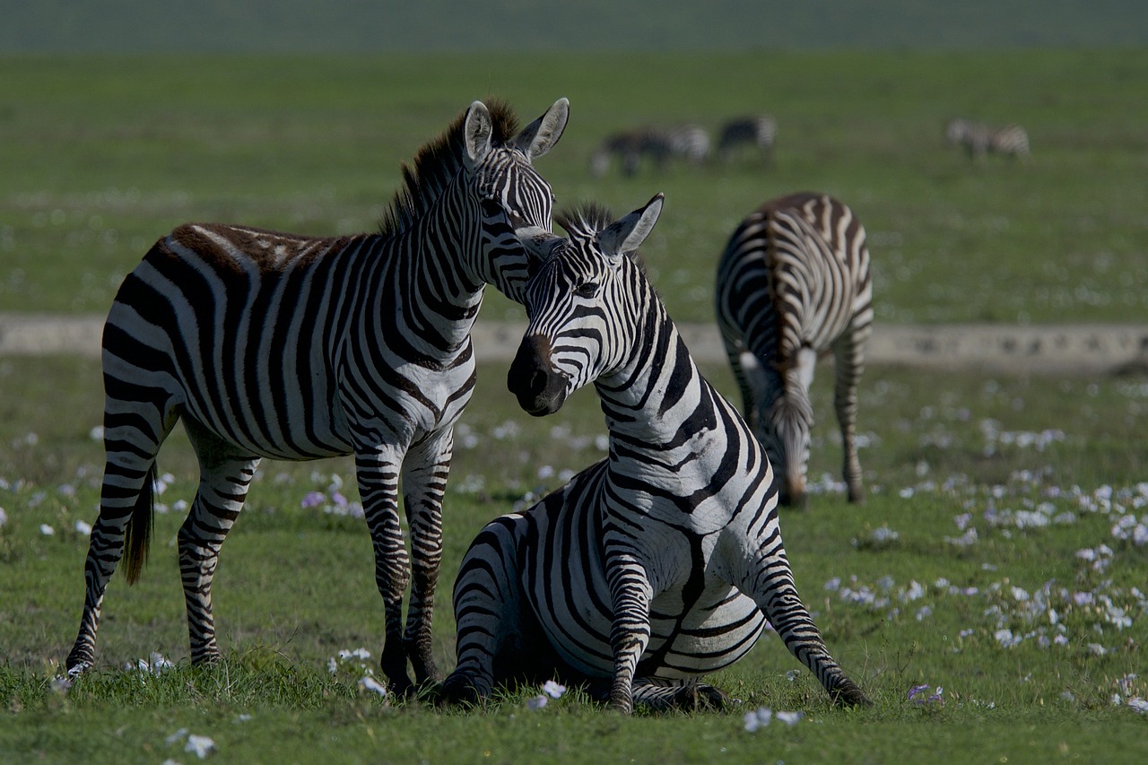Les liens entre la biodiversité et le bilan carbone