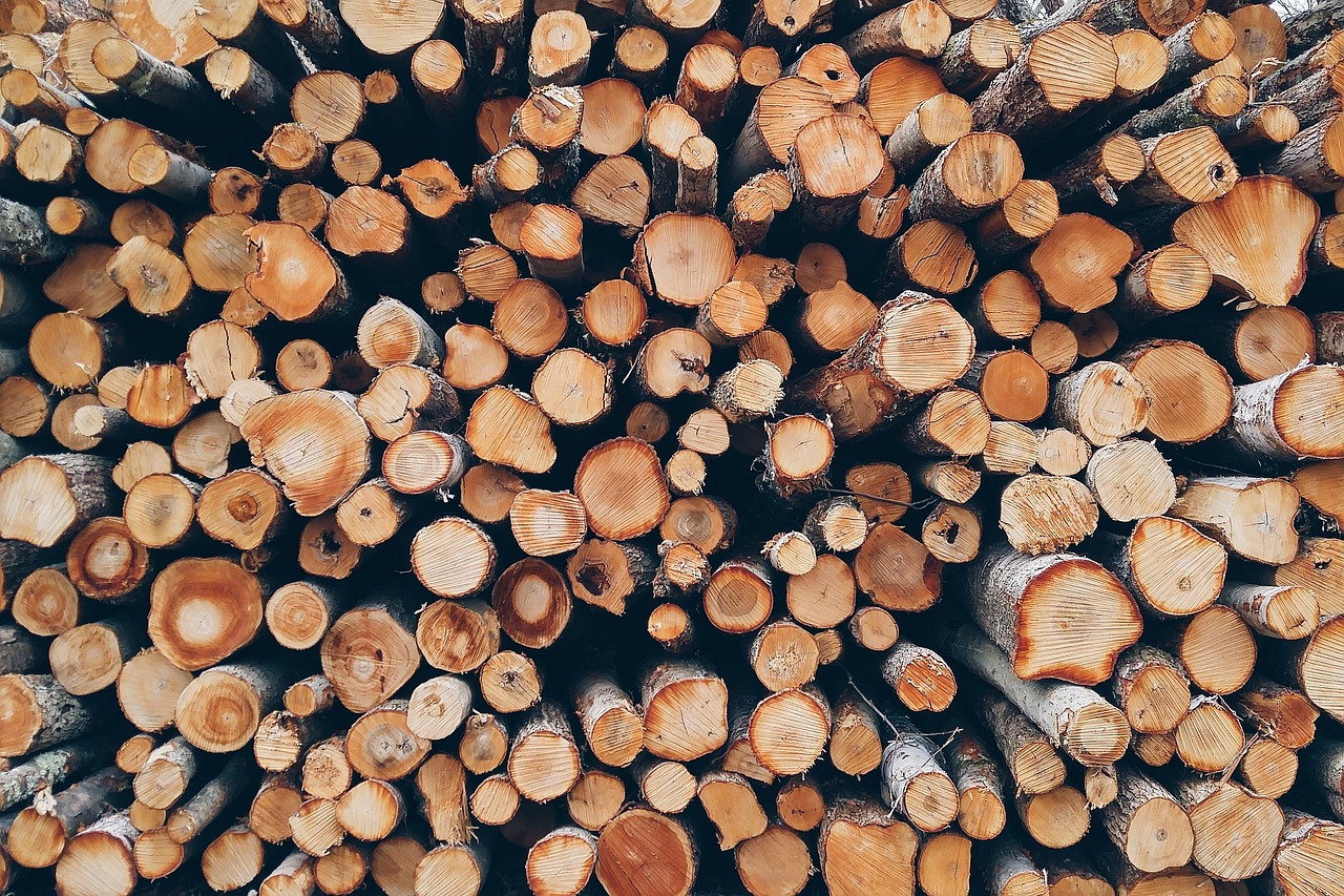 Gestion durable des forêts : enjeux et solutions pour un avenir écologique