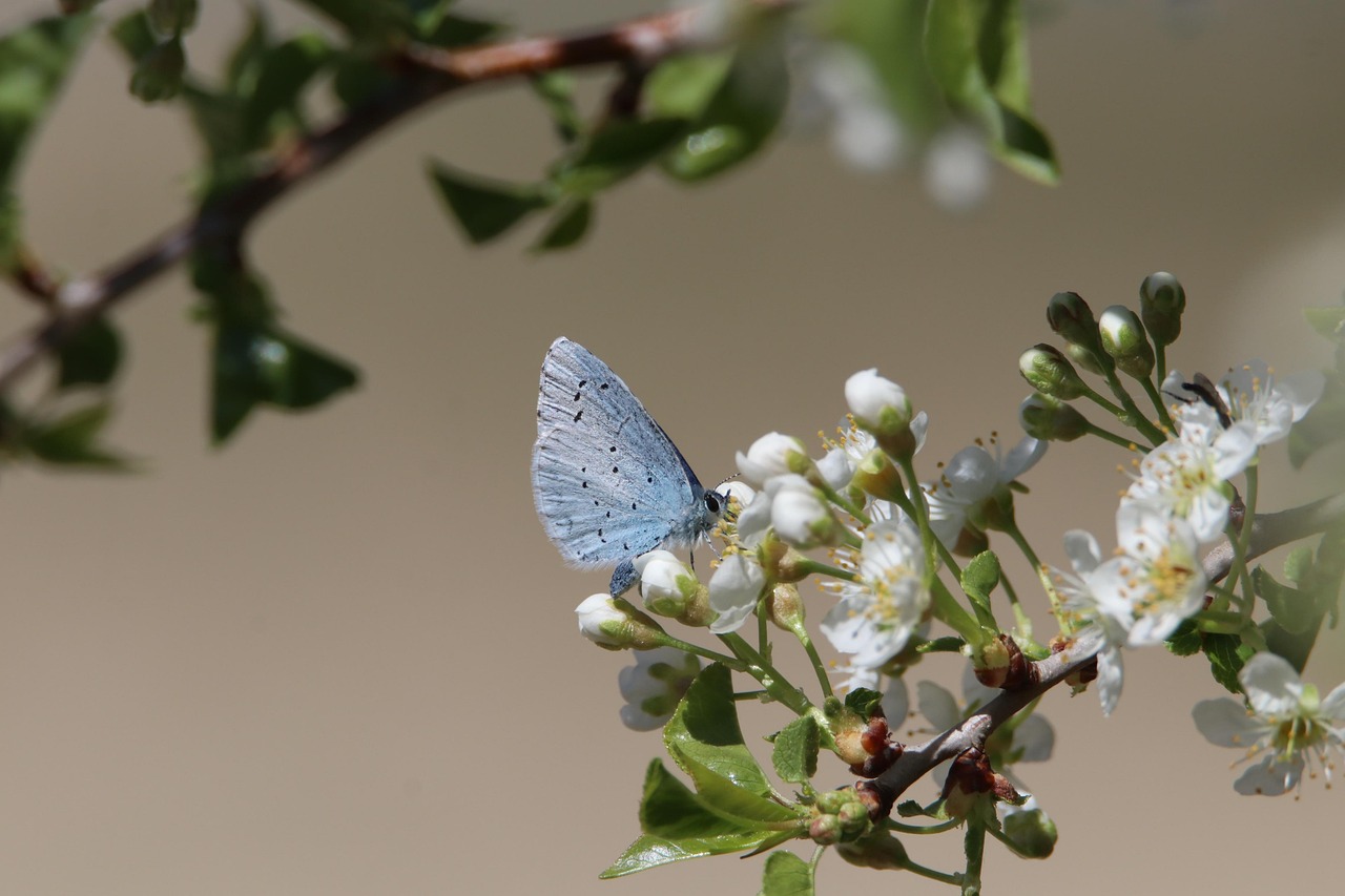Sauvegarde des écosystèmes : Stratégies efficaces pour protéger notre biodiversité