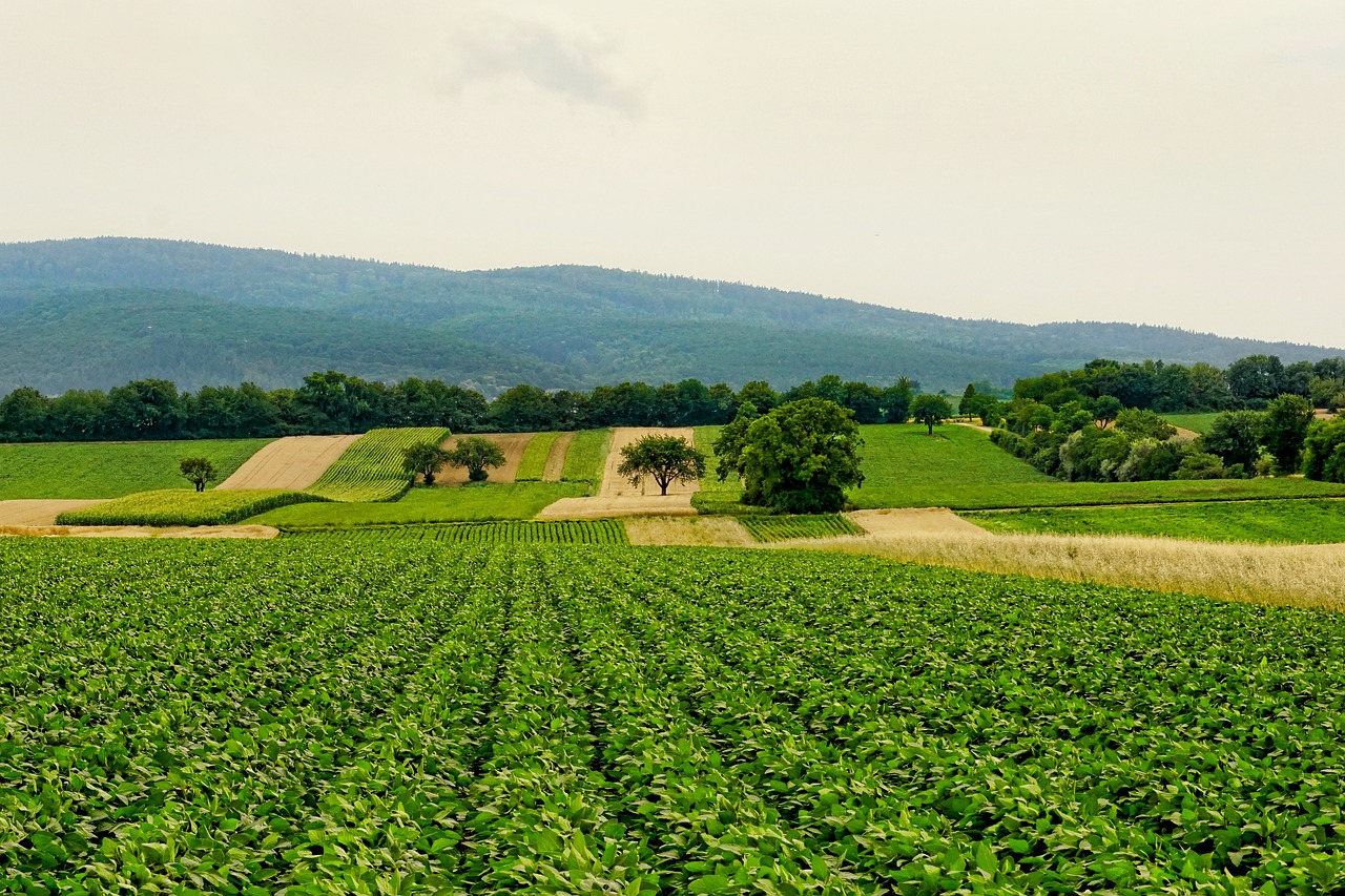 Agriculture biologique : les avantages d’une pratique durable et respectueuse de l’environnement