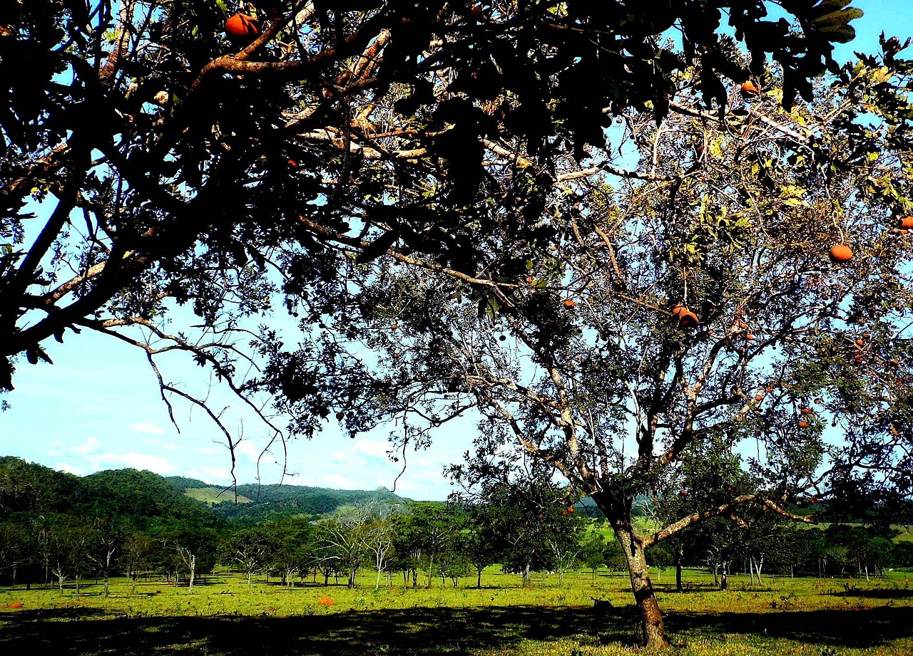 L’importance de la biodiversité dans le développement durable