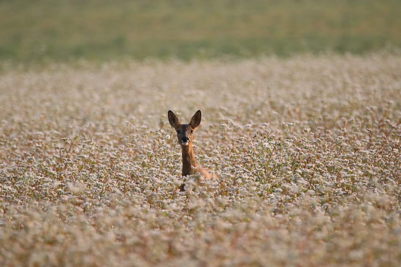 Des formations captivantes sur la RSE, le Climat et la Biodiversité