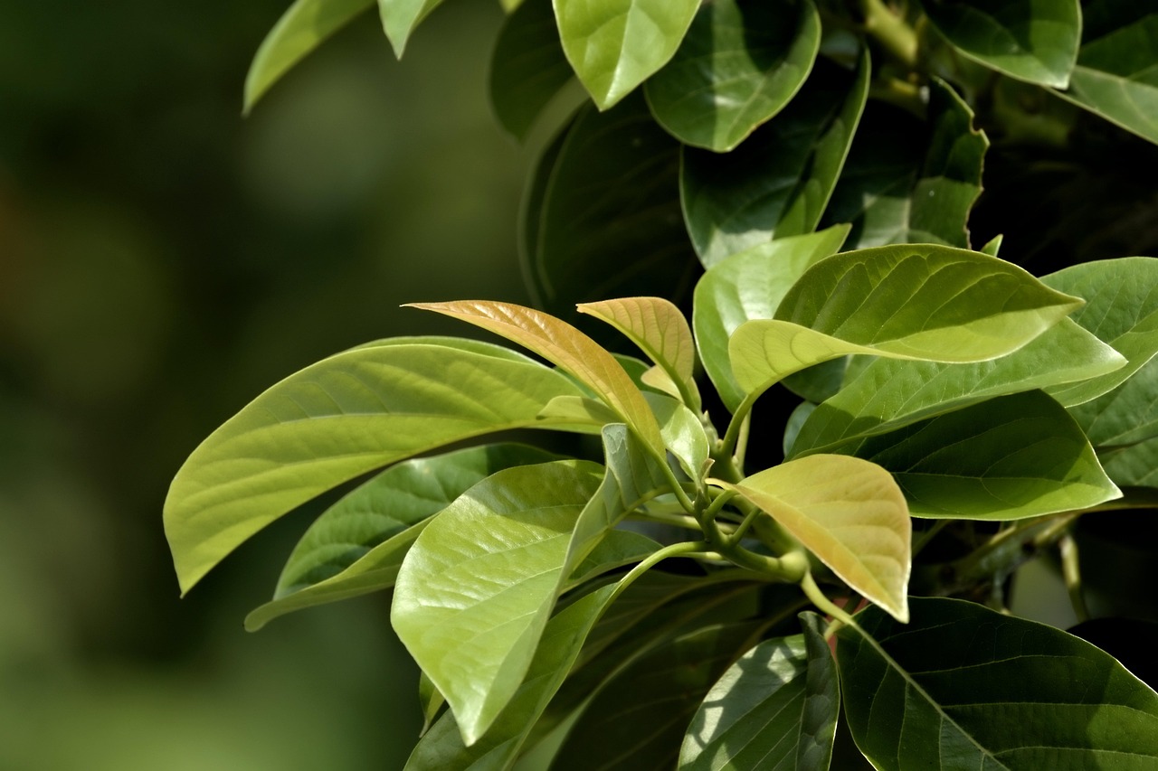 découvrez les facteurs essentiels et les techniques pour favoriser la croissance optimale des plantes, du semis à la maturité.
