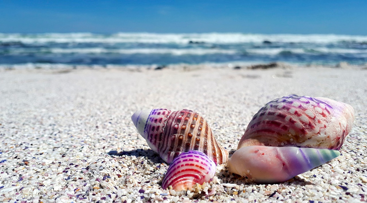 découvrez l'immensité et la beauté des océans, ces vastes étendues d'eau qui abritent une biodiversité incroyable et jouent un rôle essentiel dans le climat de notre planète.