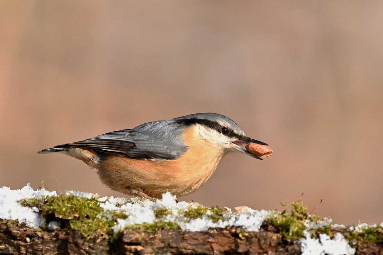 découvrez l'importance des tourbières, ces écosystèmes uniques qui stockent le carbone et préservent la biodiversité.